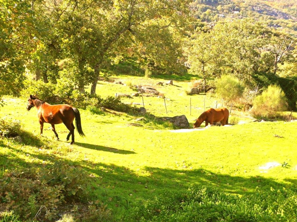 Гостьовий будинок Quinta Do Marvao Номер фото